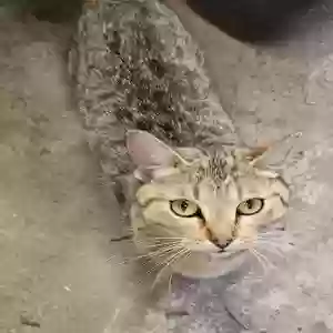 adoptable Cat in Collinsville, IL named Unknown