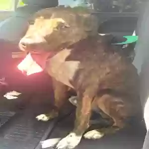 adoptable Dog in Emporia, VA named Unknown