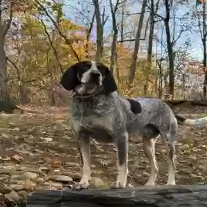 adoptable Dog in Travelers Rest, SC named Lucky