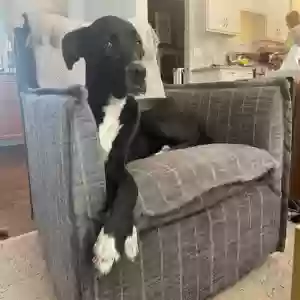 adoptable Dog in Galesburg, MI named Mulder