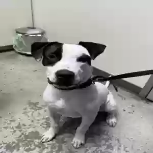 adoptable Dog in Dallas, TX named Draco