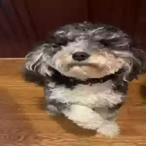 adoptable Dog in Suwanee, GA named Beanie