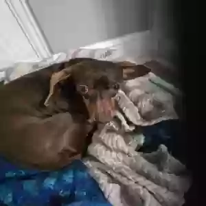 adoptable Dog in Gonzales, LA named Annie