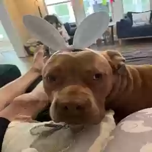 adoptable Dog in Fayetteville, GA named Bo