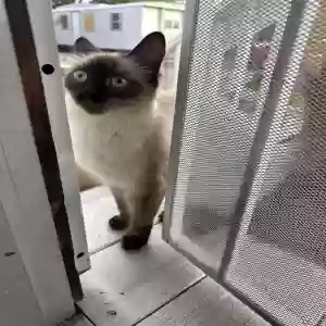 adoptable Cat in Las Vegas, NV named Unknown
