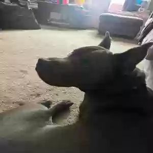 adoptable Dog in Saint Clair Shores, MI named Unknown