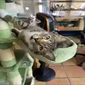 adoptable Cat in Niceville, FL named Little foot