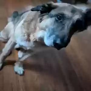 adoptable Dog in Columbia, MO named yoshi boy