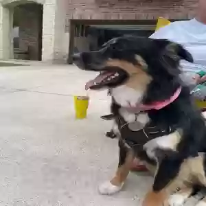 adoptable Dog in Temple, TX named Penny