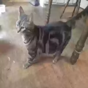 adoptable Cat in Piedmont, MO named Bella (M) and Pikachu (F)