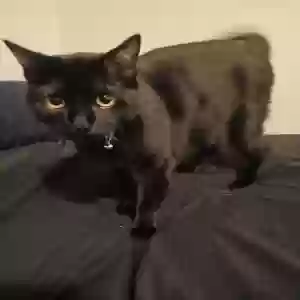 adoptable Cat in Longview, TX named MOON