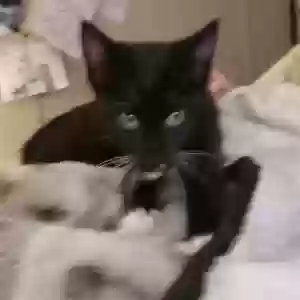 adoptable Cat in Bay Minette, AL named Sirius