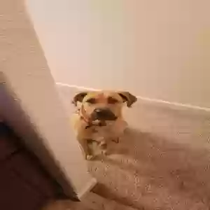 /images/pets/original/2181282_84049_Snapchat-1858364689.webp