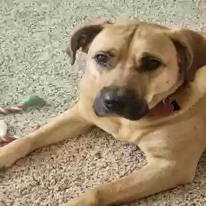 adoptable Dog in Lawrence, KS named Indy