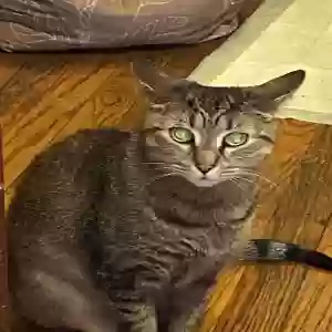 adoptable Cat in Chicago, IL named Squirrel