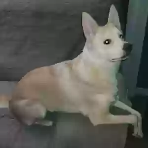 /images/pets/original/2181290_96199_20221225_123731.webp