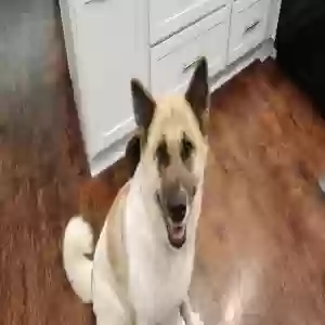 adoptable Dog in Mansfield, OH named Rosie