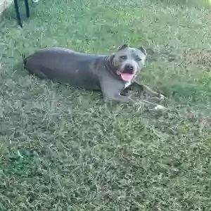 adoptable Dog in Benson, NC named Dior
