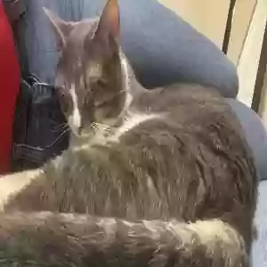 adoptable Cat in Alpharetta, GA named Unknown