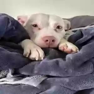 adoptable Dog in Chicago, IL named Ambrosia