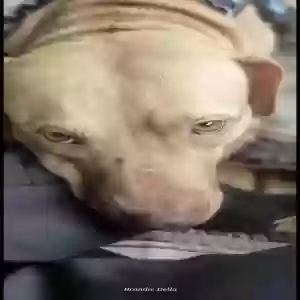 adoptable Dog in Jacksonville, FL named Buckee