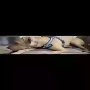 /images/pets/original/2181338_actual_three.webp