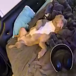 adoptable Dog in Chicago, IL named BabyBoy