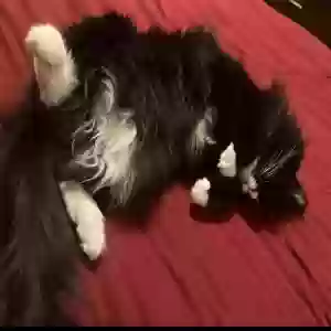 adoptable Cat in Colorado Springs, CO named Kitty