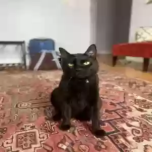 adoptable Cat in Washington, DC named Espresso Martini