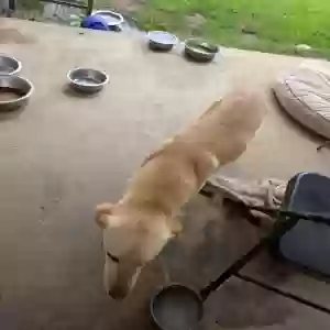 adoptable Dog in Aubrey, TX named Barley