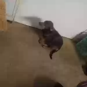 /images/pets/original/2181348_29147_17465800577337827723597961074747.webp