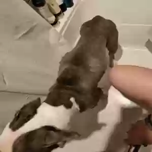 adoptable Dog in Detroit, MI named Brad