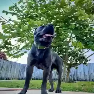 adoptable Dog in Lake Worth, FL named Diesel