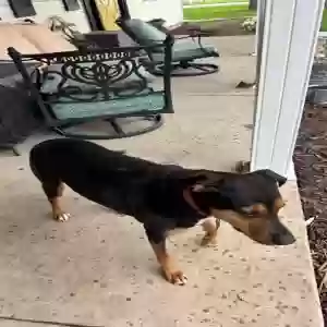 adoptable Dog in Verona, IL named Unknown