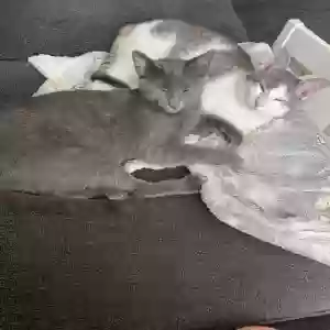adoptable Cat in West Palm Beach, FL named Lala and lulu