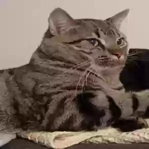 adoptable Cat in Antioch, TN named Nanagori