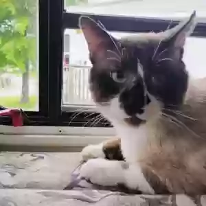adoptable Cat in Talladega, AL named Buddy