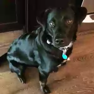 adoptable Dog in Middleburg, VA named Unknown