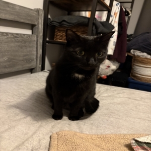 adoptable Cat in Middleburg, VA named Salem