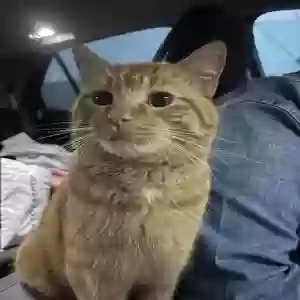 adoptable Cat in Bronx, NY named Unknown