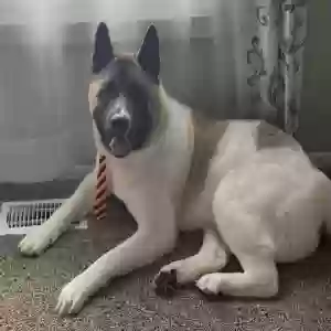 adoptable Dog in Tinley Park, IL named Nico
