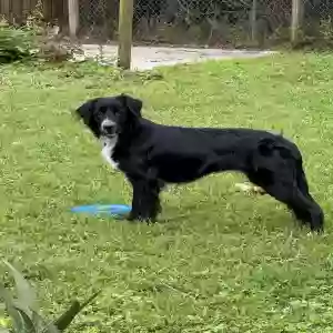 adoptable Dog in Cocoa, FL named Robin