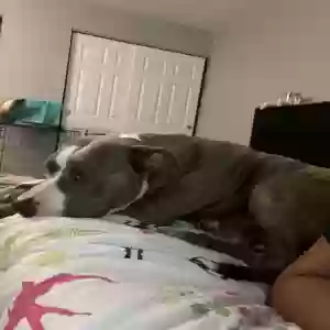 adoptable Dog in Cincinnati, OH named Cora
