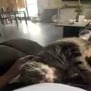 adoptable Cat in Clarksburg, WV named Ziggy