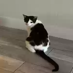 adoptable Cat in Fort Lauderdale, FL named Unknown