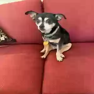 /images/pets/original/2181405_actual_one.webp