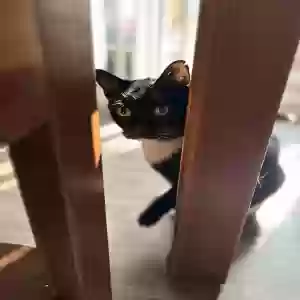 adoptable Cat in Peoria, AZ named Jasper
