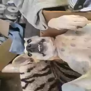 adoptable Dog in Poplar Bluff, MO named Unknown