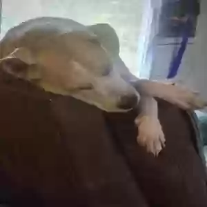 /images/pets/original/2181415_actual_two.webp