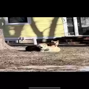adoptable Dog in Garden City, MO named Teeter